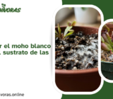 Cómo eliminar el moho blanco que sale en el sustrato de las carnívoras