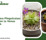 El sustrato para Pinguiculas: diferencias con la Venus Atrapamoscas