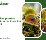 ¿Qué comen las plantas carnívoras? Guía de insectos recomendados