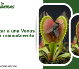 Cómo alimentar a una Venus Atrapamoscas manualmente (Paso a paso)