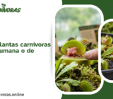 ¿Pueden las plantas carnívoras comer carne humana o de animales?
