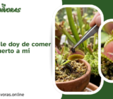 ¿Qué pasa si le doy de comer un insecto muerto a mi carnívora?