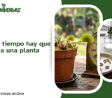¿Cada cuánto tiempo hay que dar de comer a una planta carnívora?
