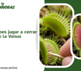 Por qué no debes jugar a cerrar las trampas de la Venus Atrapamoscas