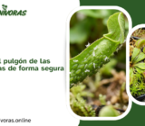 Cómo eliminar el pulgón de las plantas carnívoras de forma segura