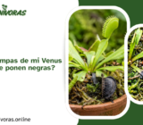 ¿Por qué las trampas de mi Venus Atrapamoscas se ponen negras?