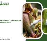 Cochinilla algodonosa en carnívoras: El método para erradicarla