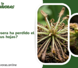 ¿Por qué mi Drosera ha perdido el pegamento de sus hojas?