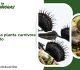 Cómo revivir una planta carnívora que se ha secado
