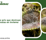 Botrytis: El hongo gris que destruye tus plantas carnívoras en invierno