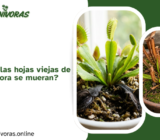 ¿Es normal que las hojas viejas de mi planta carnívora se mueran?