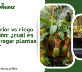 Riego superior vs riego por inmersión: ¿cuál es mejor para regar plantas carnívoras?
