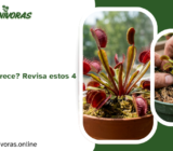 ¿Tu carnívora no crece? Revisa estos 4 factores 