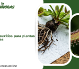 Guía de primeros auxilios para plantas carnívoras enfermas