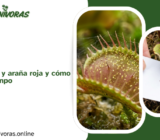 Plagas de ácaros y araña roja y cómo detectarlos a tiempo