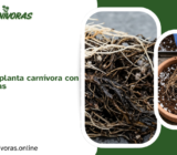 Cómo salvar una planta carnívora con las raíces podridas
