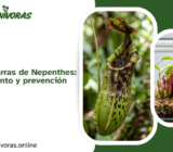 Hongos en las jarras de Nepenthes: causas, tratamiento y prevención