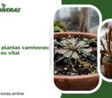 Dormancia de las plantas carnívoras: Qué es y por qué es vital
