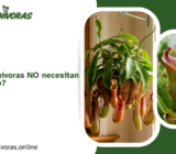 ¿Qué plantas carnívoras NO necesitan dormir en invierno?