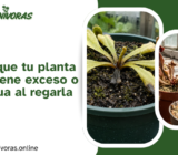 Signos de que tu planta carnívora tiene exceso o falta de agua al regarla
