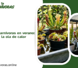 Cuidados de las carnívoras en verano: cómo sobrevivir a la ola de calor