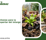 Preparar las carnívoras para la primavera: El despertar del letargo