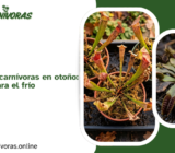 Cuidados de las carnívoras en otoño: preparándolas para el frío