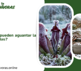 ¿Las carnívoras pueden aguantar la nieve y las heladas?