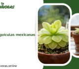 Cómo cuidar pinguículas mexicanas paso a paso