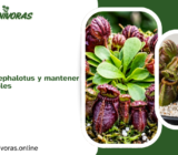 Cómo cuidar un Cephalotus y mantener sus jarros saludables