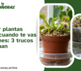 Cómo regar plantas carnívoras cuando te vas de vacaciones: 3 trucos que funcionan