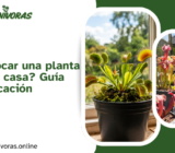 ¿Dónde colocar una planta carnívora en casa? Guía de luz y ubicación