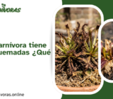 Mi Planta Carnívora tiene las Hojas Quemadas ¿Qué Hago?