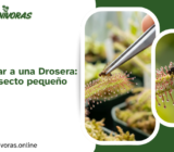 Cómo alimentar a una Drosera: El truco del insecto pequeño
