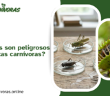 ¿Qué insectos son peligrosos para las plantas carnívoras?