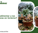 ¿Es necesario alimentar a las plantas carnívoras en invierno?