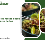 Qué hacer con los restos secos de insectos dentro de las trampas.