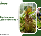 Alimentación líquida para Nepenthes: ¿Cómo funciona?