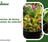 Cómo atraer insectos de forma natural a tus plantas de exterior.